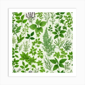 Herb Leaves On A White Background Art Print