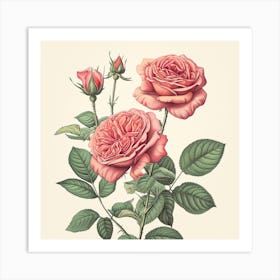 Rose Botanical Art Illustration Art Print