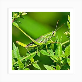 Grasshopper 35 Art Print