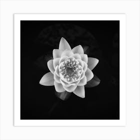 White Waterlily // Flower & Nature Photography Art Print