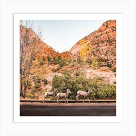 Zion National Park Sheep Square Art Print