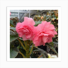 Pink Azalea Art Print