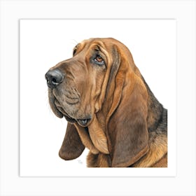 Bloodhound Dog Portrait Affiche