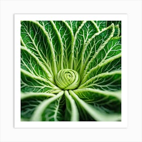 Close Up Of A Cabbage Leaf Art Print
