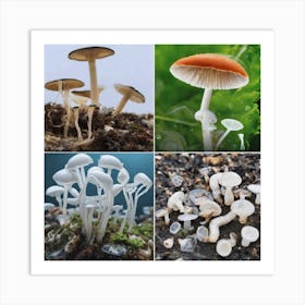 Different Types Of Mushrooms Art Print