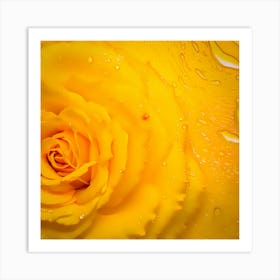 Yellow Rose With Water Droplets Art Print