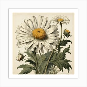 Shasta Daisy Wildflower Vintage Botanical Art Print Art Print