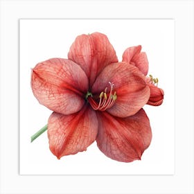 Amaryllis Poster