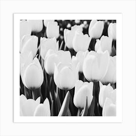 White Tulips Art Print