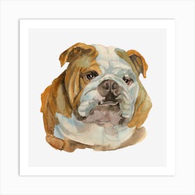 The English Bulldog Art Print