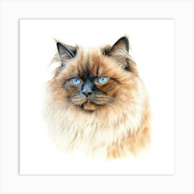 Chocolate Point Himalayan Cat Portrait Art Print