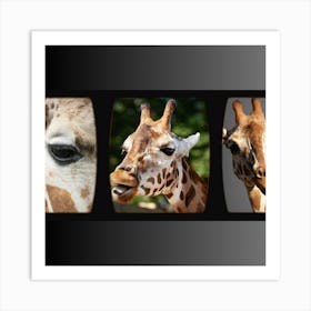 Giraffes Art Print