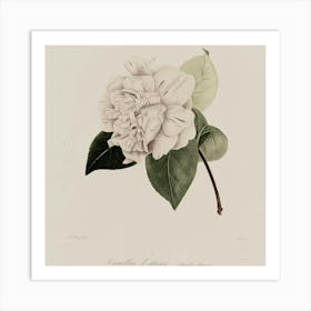 Camellia 5 Art Print