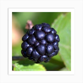 Blackberry Berry Close Up Wallpaper 1024x1024 Art Print