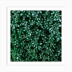 Close Up Of Green Plants Art Print