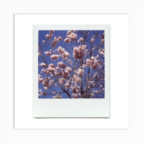 Polaroid Cherry Blossom 07 Art Print