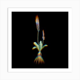 Prism Shift Scilla Obtusifolia Botanical Illustration on Black n.0360 Art Print