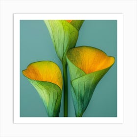 Calla Lily Art Print