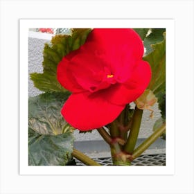 Red Hibiscus Art Print