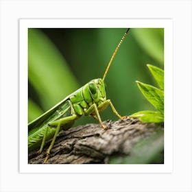 Grasshopper 49 Art Print