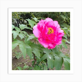 Peony in Japan 11 Art Print