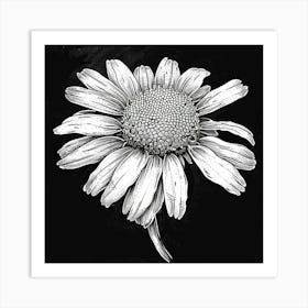 Echinacea Art Print