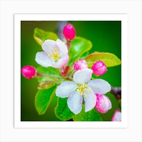 Blooming Pear Tree In Spring Close Shot Showcasing The Intricate Arrangement Of Small Blush Toned B (2) 2 Art Print