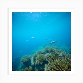 Great Barrier reef 14 Art Print