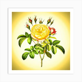 Yellow Rose Art Print