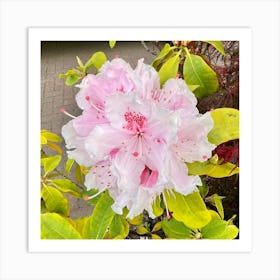 Rhododendron Art Print