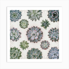 Succulent and Cacti Art Print