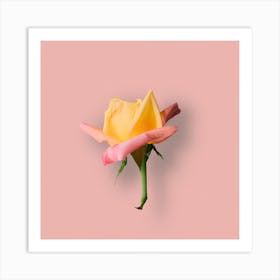 Yellow Rose On Pink Background Art Print