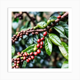 Coffee Berries On A Tree 4 Art Print