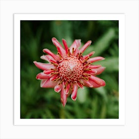 Torch Ginger Art Print