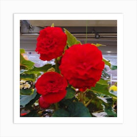 Begonias In A Greenhouse 1 Art Print