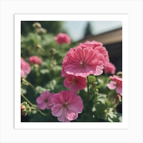 Pink Geraniums Art Print