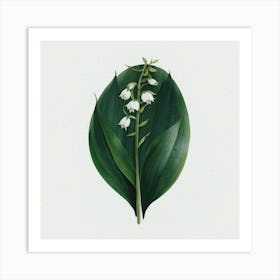 Lily Of The Valley 2 Art Print