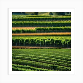 Vineyards In California 7 Art Print