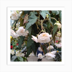 Begonias 16 Art Print