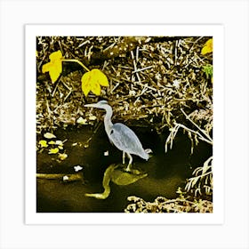 Grey Heron In Water Art Print