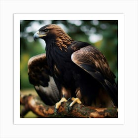 Golden Eagle 10 Art Print