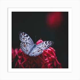 Butterfly On A Flower Art Print