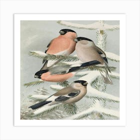 Three Finches In The Snow Art Print