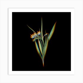 Prism Shift White Baboon Root Botanical Illustration on Black Art Print