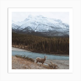 Goat By The Hill In The Forest Art Print