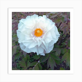 White Peony in Japan Art Print