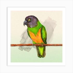 Senegal Parrot Art Print