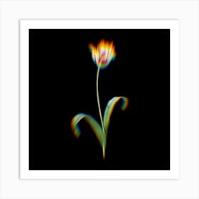 Prism Shift Didier's Tulip Botanical Illustration on Black n.0356 Art Print