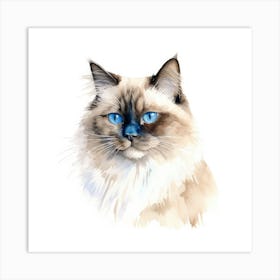 Birman Cat Portrait Art Print