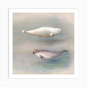 White Whale, Narwhal, A Thorburn Art Print